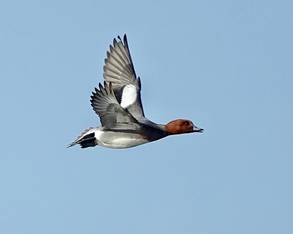 wigeon